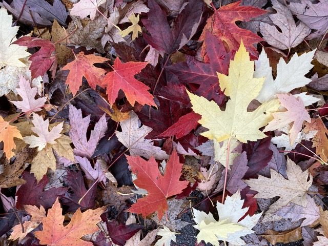 Afbeelding van herfstblaadjes